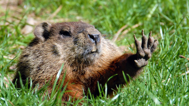 Rusia interzice vanatoarea de marmote dupa aparitia unui caz de ciuma
