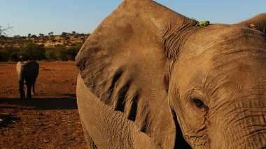 elefant botswana
