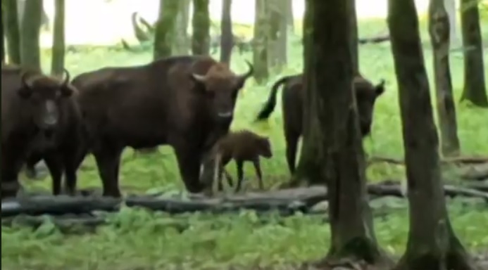 O turma de zimbri a facut zid in jurul unui pui abia nascut in padurile din Neamt. Imagini spectaculoase