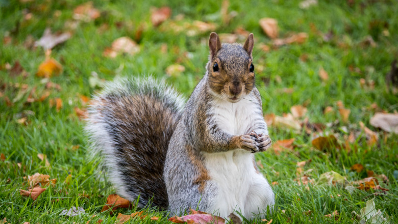 BATH, ENGLAND - OCTOBER 09: A squirrel forages for food as people enjoy the unseasonably warm weather in Baths Royal Victoria Park October 9, 2018 in Bath, England. Many parts of the UK are experiencing temperatures almost 10C higher than average which could see the hottest October day for many years. However, the settled weather is forecast to be replaced by much more wet and windy conditions at the weekend, forcing the Met Office to issue weather warnings, as the UK braces itself for Storm Callum with 80mph winds and 120mm of rain. (Photo by Matt Cardy/Getty Images)