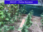 perchezitii-diicot-dambovita-trafic-droguri-cannabis-marijuana (1)