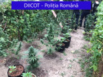 perchezitii-diicot-dambovita-trafic-droguri-cannabis-marijuana (4)