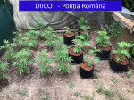 perchezitii-diicot-dambovita-trafic-droguri-cannabis-marijuana (5)
