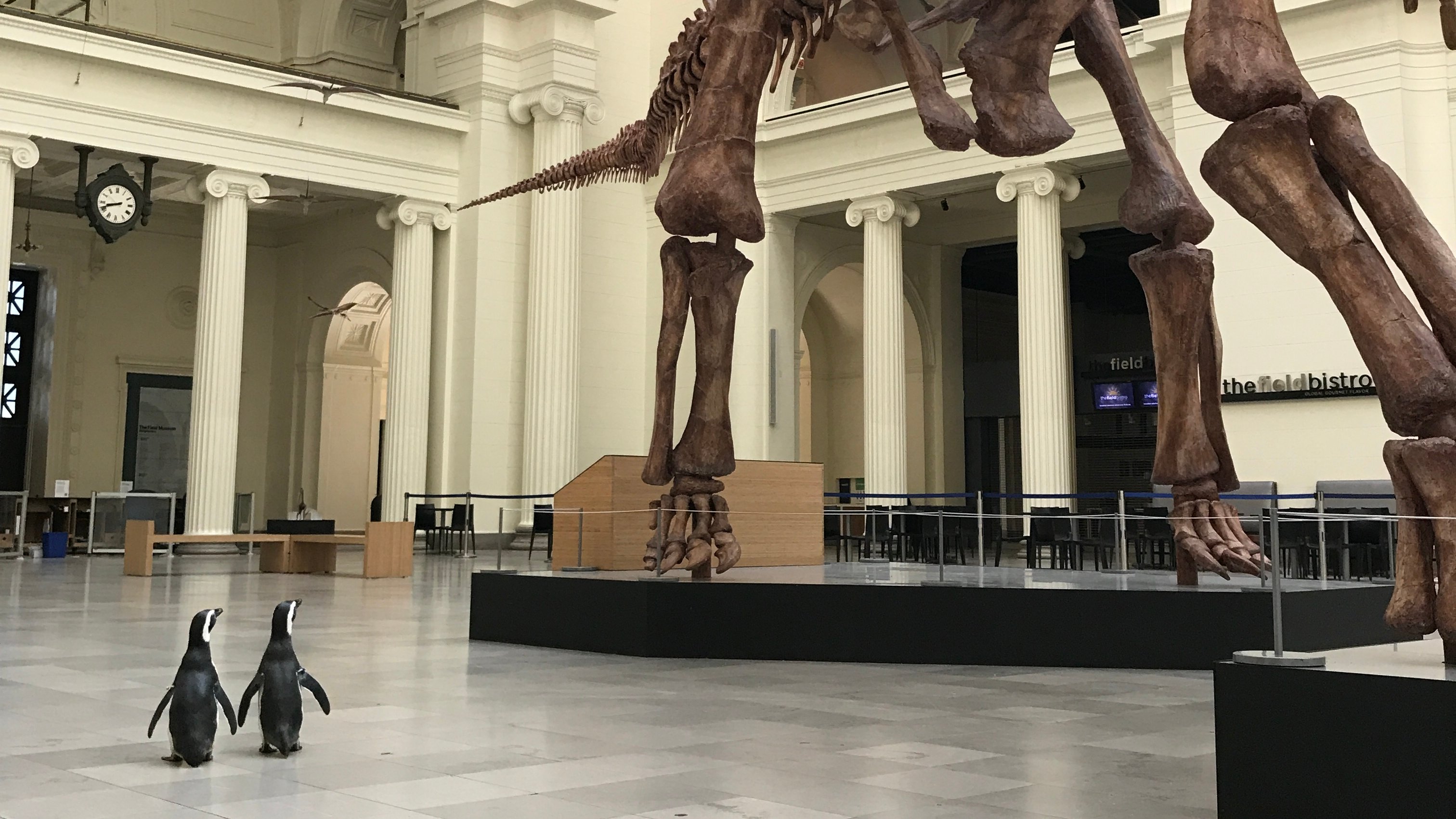 Doi pinguini au fost dusi la muzeu pentru a-si vizita stramosii. Sunt inruditi de departe si cu T-Rex