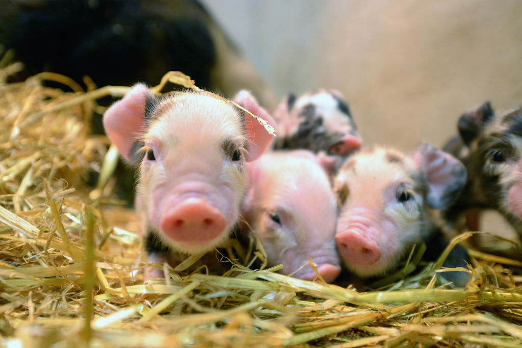 Cercetatorii ungari incearca sa afle daca porcii sunt animale de companie mai bune decat pot fi cainii