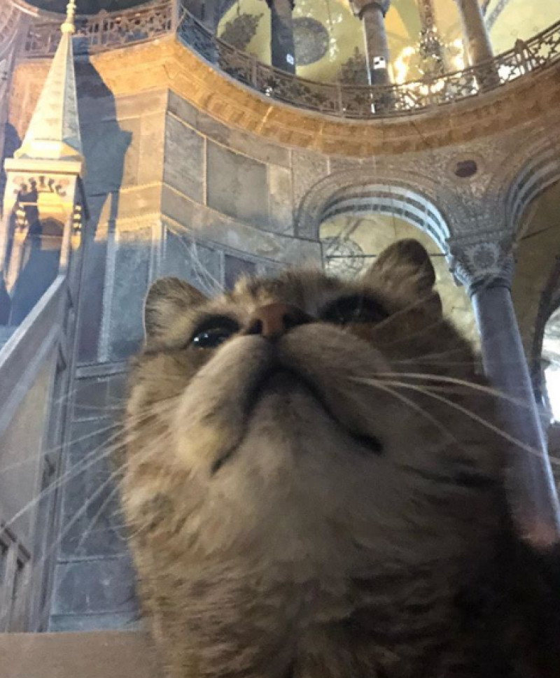 Pisica Gli poate rămâne, chiar dacă Sfânta Sofia a fost transformată în moschee