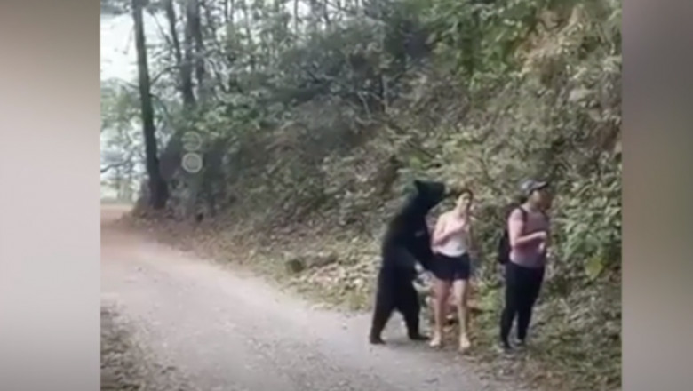 Urs în două picioare în apropierea unei turiste în parcul Chipinque din Mexic