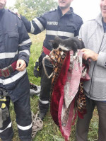 O pisică a fost salvată de pompierii din Botoșani dintr-o fântână adâncă de 13 metri