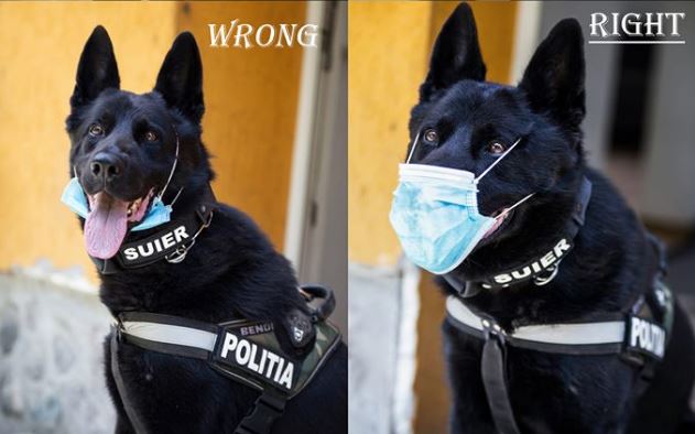 Fotografie virala pe Facebook: Cainele poliţist Şuier arata cum se poarta corect masca de protecţie