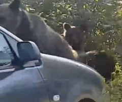 Imagini revoltătoare de la munte. Turiștii au lovit intenționat cu mașina o ursoaică și puii ei pentru că veniseră la mâncarea lor