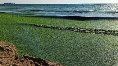 alge litoral crop fb