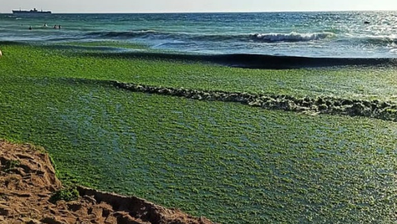 alge litoral crop fb