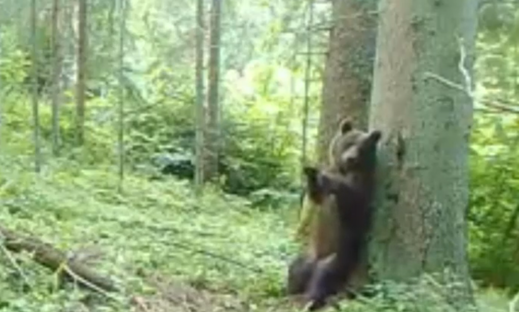 Imagini amuzante. Un ursulet a fost surprins de camera in timp ce se scarpina de scoarta unui copac