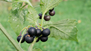 The black nightshade (Solanum nigrum) poisonous weed.