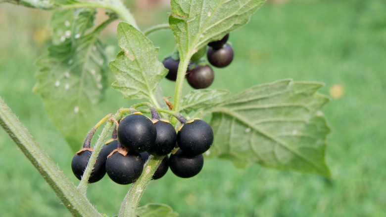 The black nightshade (Solanum nigrum) poisonous weed.