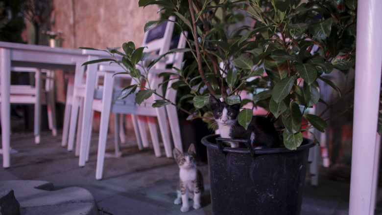 pisici intr-un local inchis din centrul vechi al capitalei