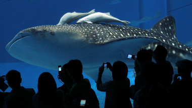 Okinawa Churaumi Aquarium Attracts Visitors