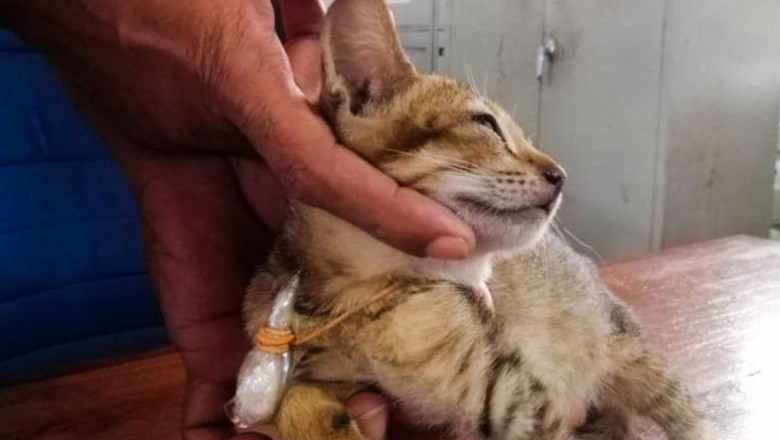 o pisica traficant de droguri a fost prinsa cu un saculet cu heroina la gat