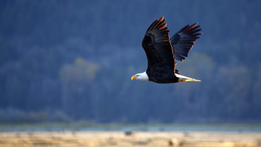 Un vultur a doborât și a distrus o dronă aparținând guvernului american