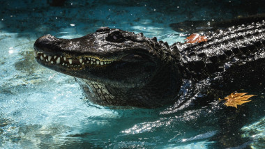 Cel mai bătrân aligator crescut în captivitate a murit la vârsta de 83 de ani, la o grădină zoo din Belgrad