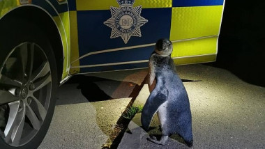 pinguin nottinghamshire police