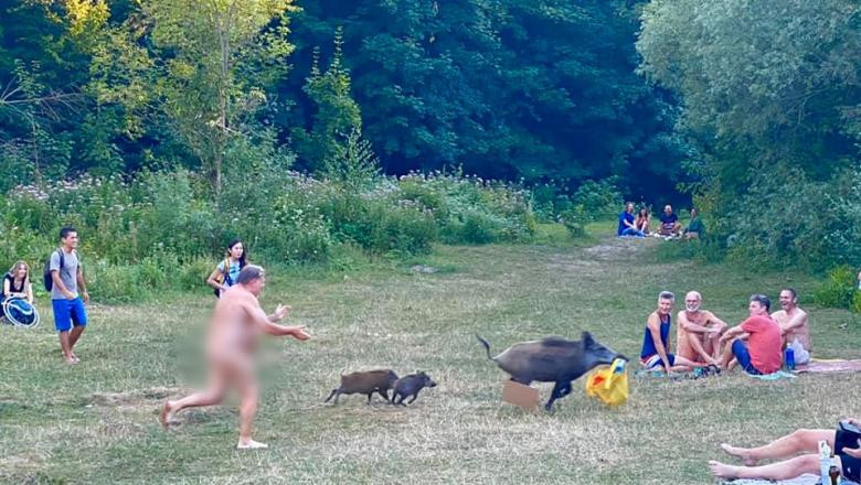 Un nudist din Berlin fugareste un porc mistret care i-a furat laptopul