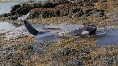 O balena a esuat pe plaja din cauza poluarii excesive cauzate de oameni