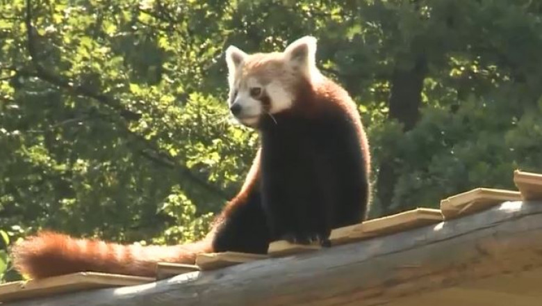 panda rosu1