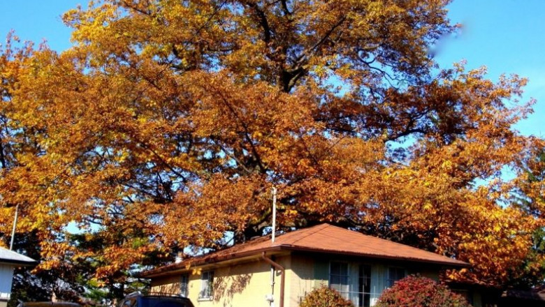 Primăria din Toronto încearcă să salveze un stejar, un "Rolls-Royce al copacilor", cu o vârstă mai mare decât cea a Canadei
