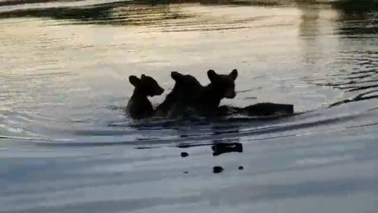 ursoaică tinandu-si pe spate cei trei pui, în timp ce traversează un lac