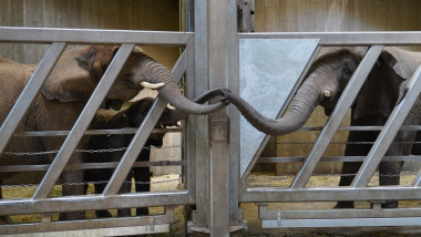 doi elefanti isi impreuneaza trompete printr-un gard, la zoo