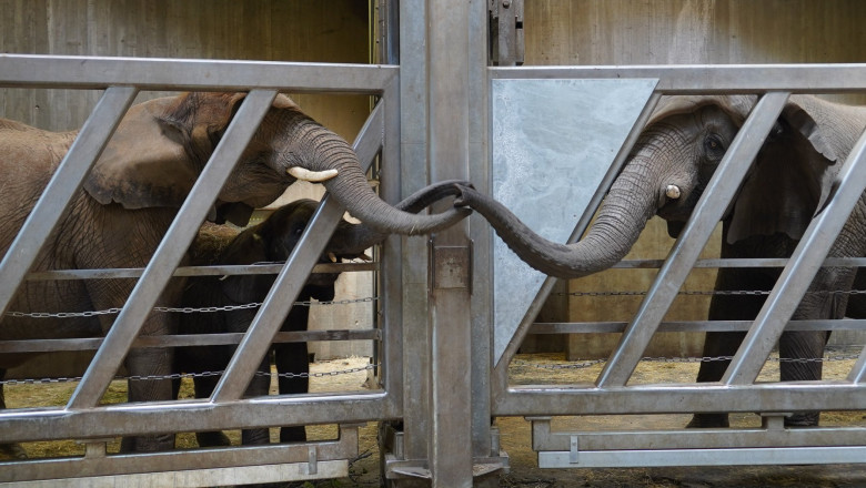 doi elefanti isi impreuneaza trompete printr-un gard, la zoo