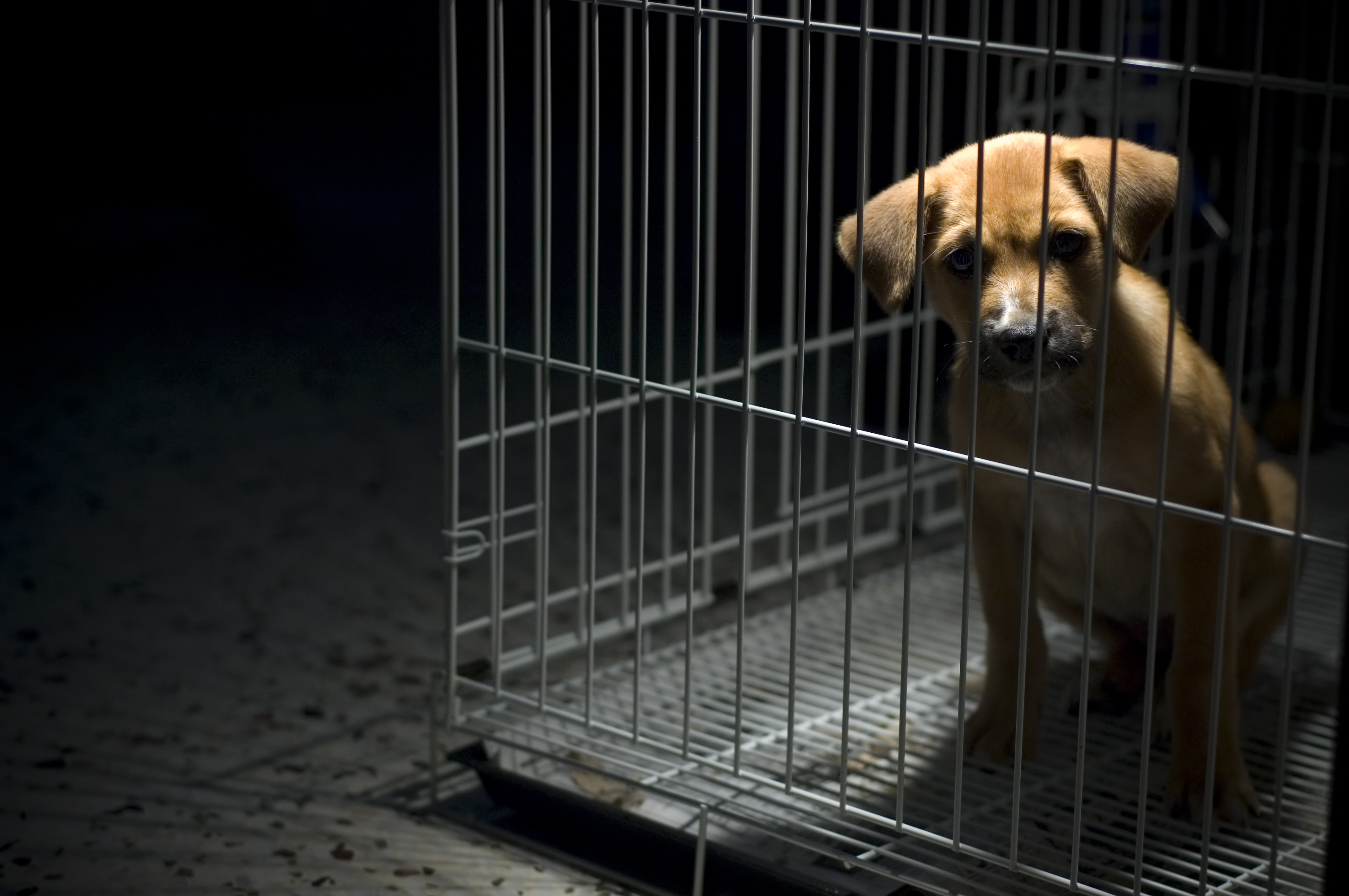 Câini arși printre gunoaie. Polițiștii au găsit peste 100 de animale chinuite într-un adăpost improvizat VIDEO