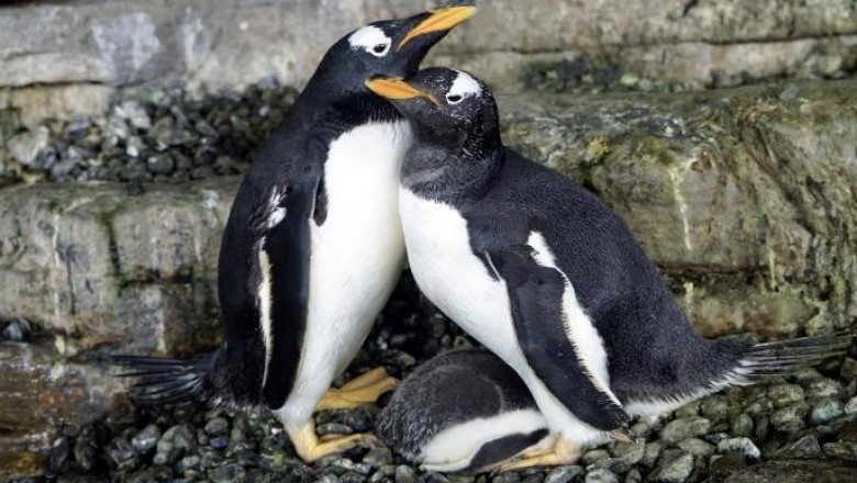 Doi pinguini gay au devenit părinții unui pui care a eclozat la acvariul din Valencia, Spania