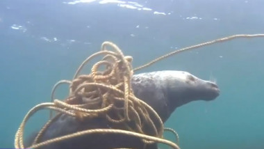 O foca s-a incurcat in franghile lasate de pescari