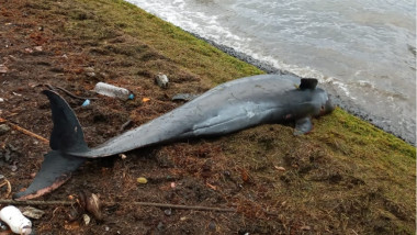 delfin mort pe plaja