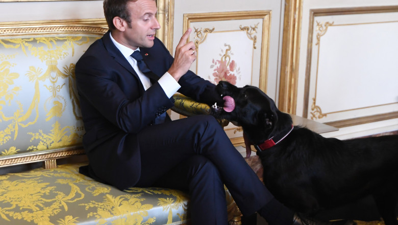 Nemo, câinele președintelui francez Emmanuel Macron