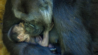Bristol Zoo Gardens baby gorilla