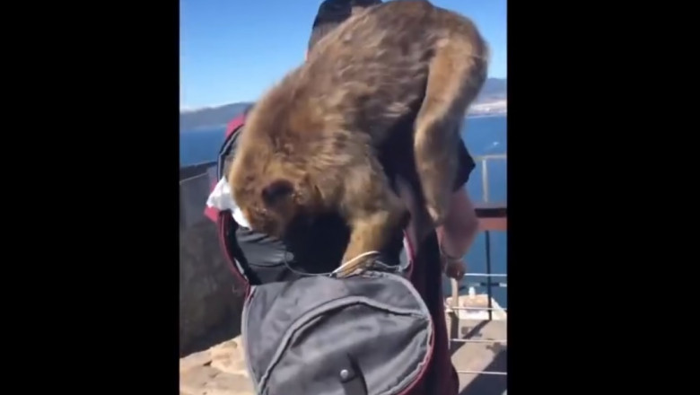 O maimuță din Gibraltar îi cotrobăie prin rucsac unui turist britanic