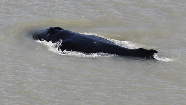 o balenă cu cocoașă într-un râu tulbure