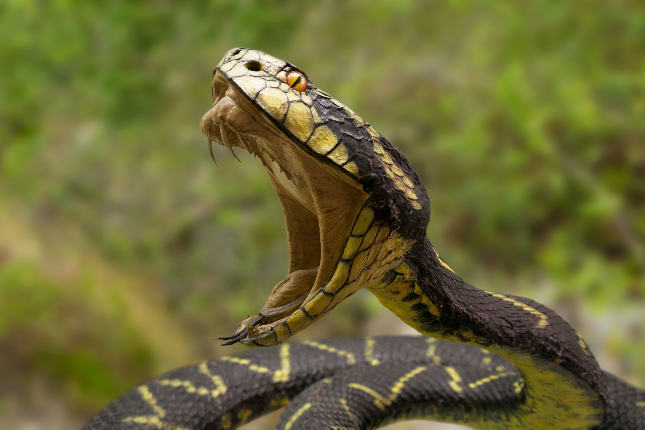 Peste 64.000 de oameni mor anual în India din cauza mușcăturilor de șarpe