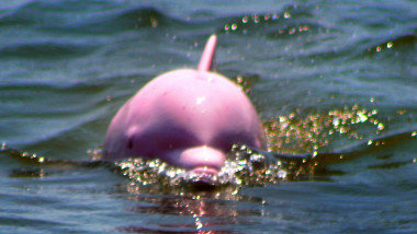 profimedia-delfin roz