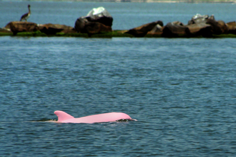 profimedia-delfin roz 2