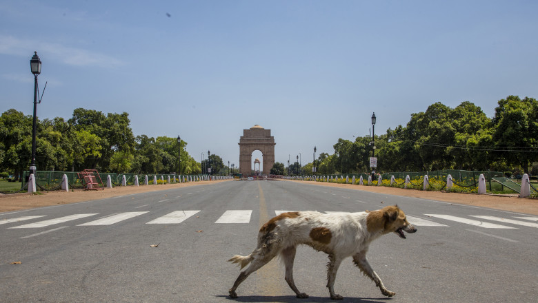 Un câine maidanez în New Delhi, India.