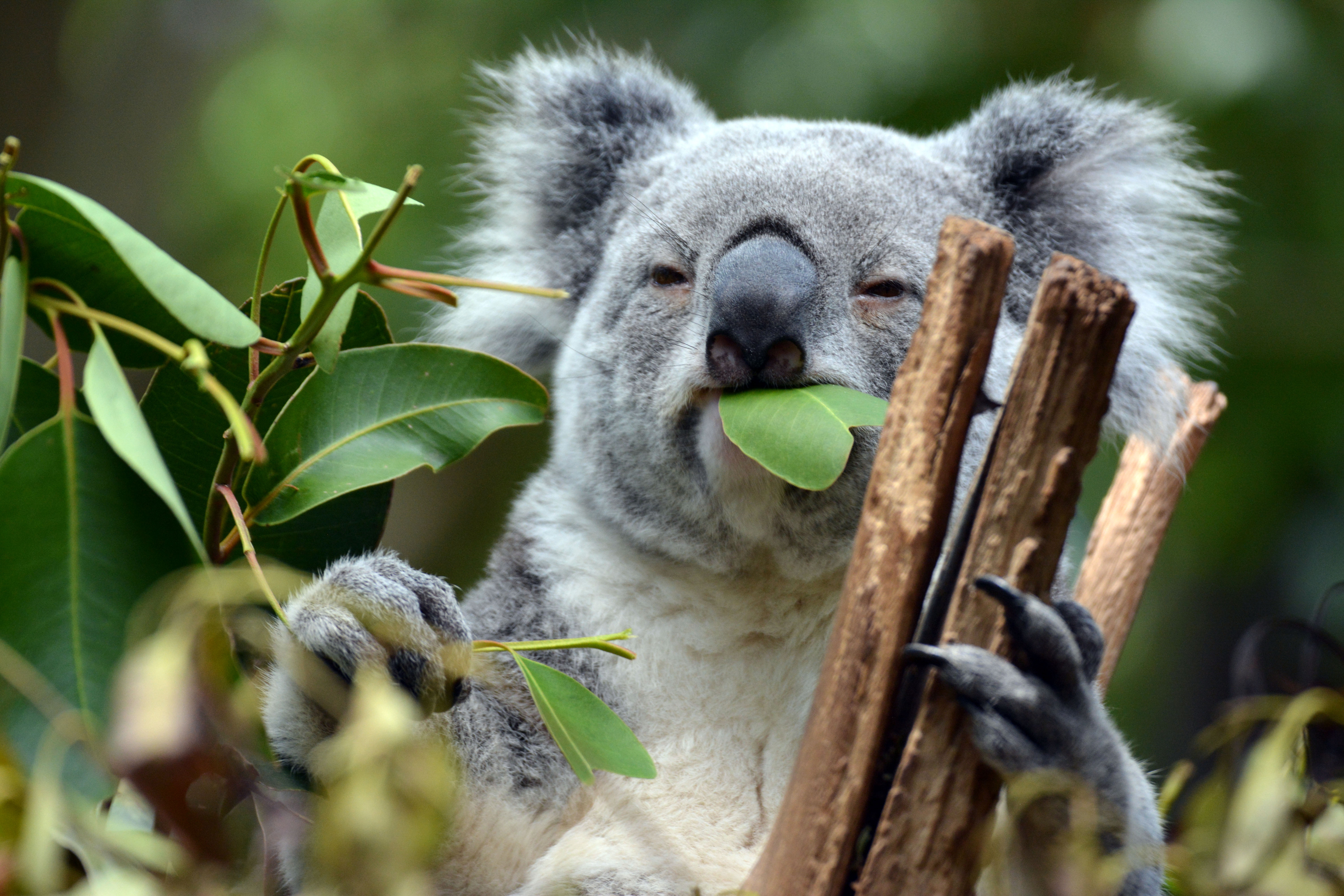 Australia a rămas fără o treime din populația de urși koala în ultimii ani