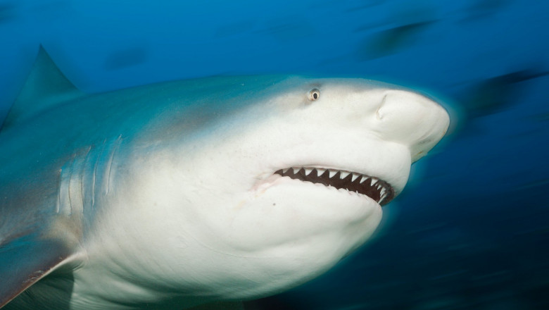 Un rechin-taur fotografiat de aproape în ocean.