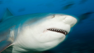 Un rechin-taur fotografiat de aproape în ocean.