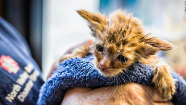 O pisica a fost salvata din incendiile de vegetatiedin California