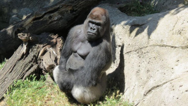 gorila la gradina zoologica din madrid