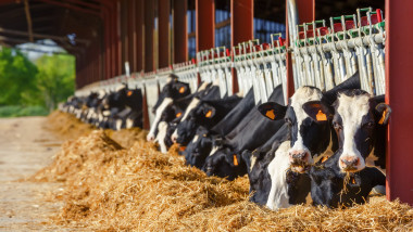 Vaci crescute a fermele din UE
